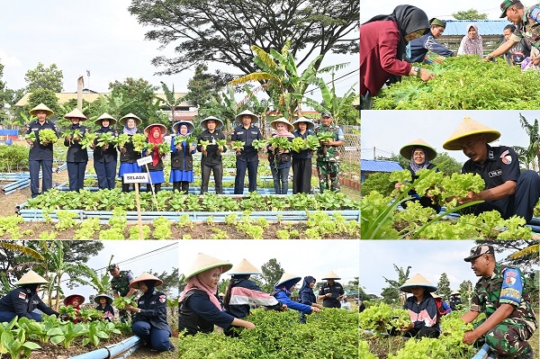 Lanud Husein Sastranegara dan Masyarakat Panen Sayur Mayur untuk Ketahanan Pangan,Wujud Humanis TNI AU Ampuh