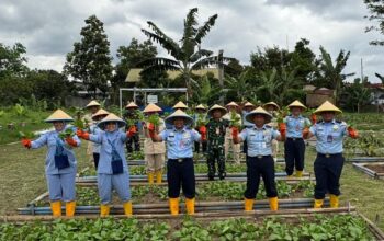 Lanud Husein Sastranegara Panen Sayur untuk Dapur SPPG guna Mendukung Pemenuhuan Gizi yang Ampuh