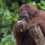 PalmCo Konsisten Dukung Konservasi Orang Utan, dari Rehabilitasi hingga Pelepasliaran