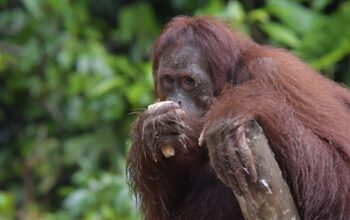 PalmCo Konsisten Dukung Konservasi Orang Utan, dari Rehabilitasi hingga Pelepasliaran