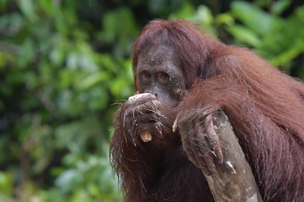 PalmCo Konsisten Dukung Konservasi Orang Utan, dari Rehabilitasi hingga Pelepasliaran
