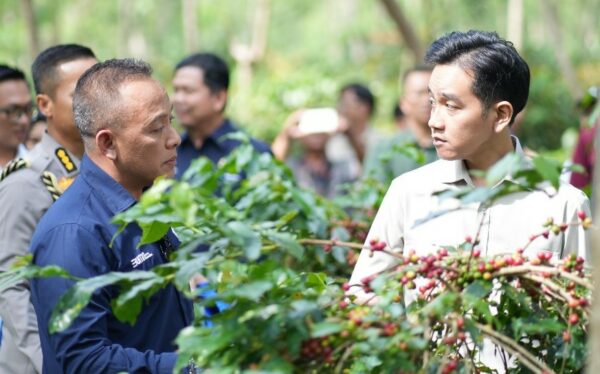 panen-raya-kopi-ijen-wapres-dukung-peningkatan-produktivitas-hilirisasi-dan-branding-kopi-indonesia
