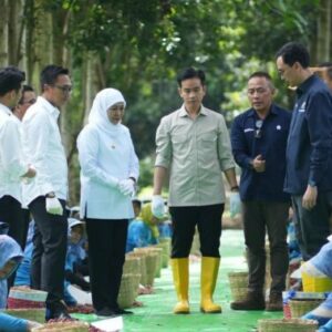 Panen Raya Kopi Ijen, Wapres Dukung Peningkatan Produktivitas, Hilirisasi dan Branding Kopi Indonesia