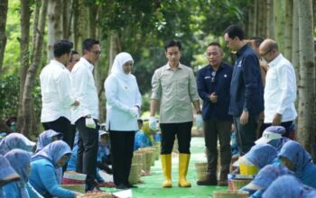 Panen Raya Kopi Ijen, Wapres Dukung Peningkatan Produktivitas, Hilirisasi dan Branding Kopi Indonesia