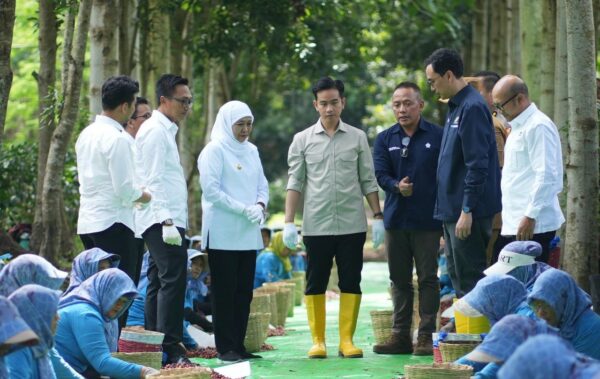 Panen Raya Kopi Ijen, Wapres Dukung Peningkatan Produktivitas, Hilirisasi dan Branding Kopi Indonesia