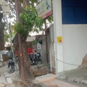 Demi Sebuah Ruko, Pohon Besar Di Tebang: Sudin Pertamanan Jakarta Barat Tidak Tahu