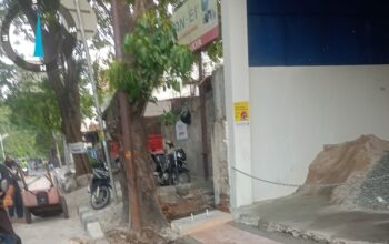 Demi Sebuah Ruko, Pohon Besar Di Tebang: Sudin Pertamanan Jakarta Barat Tidak Tahu