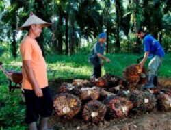 PalmCo Serap 3,25 Juta Ton TBS Petani Sepanjang 2025