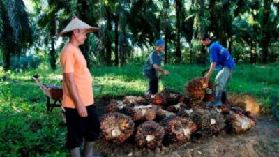 Serapan TBS petani oleh PTPN IV PalmCo sepanjang 2025